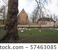 Swans in the city center of Brugge, Belgium 57463085