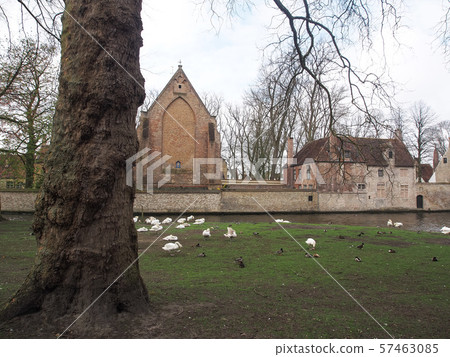 Swans in the city center of Brugge, Belgium 57463085