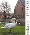 Swans in the city center of Brugge, Belgium 57463086