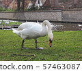 Swans in the city center of Brugge, Belgium 57463087