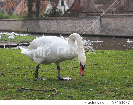 Swans in the city center of Brugge, Belgium Swans in the city center of Brugge, Belgium 57463087