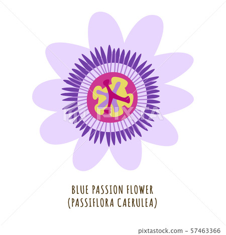 Blue passion tropical flower 57463366