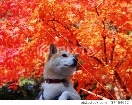 Shiba Inu在秋葉季節 Shiba Inu在秋葉季節 57464652