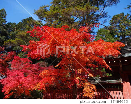 秋葉在Jingoji 秋葉在Jingoji 57464653