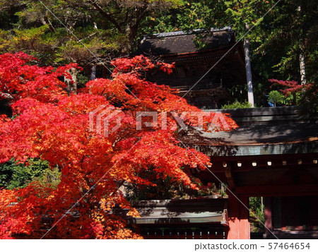 在秋天葉子Jingoji寺 在秋天葉子Jingoji寺 57464654