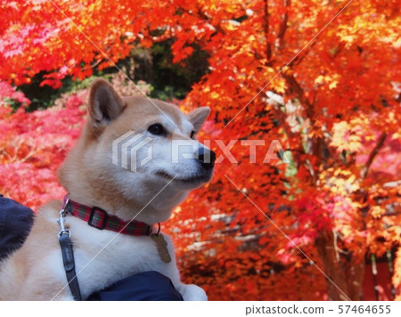 Red autumn leaves and Shiba Inu Red autumn leaves and Shiba Inu 57464655