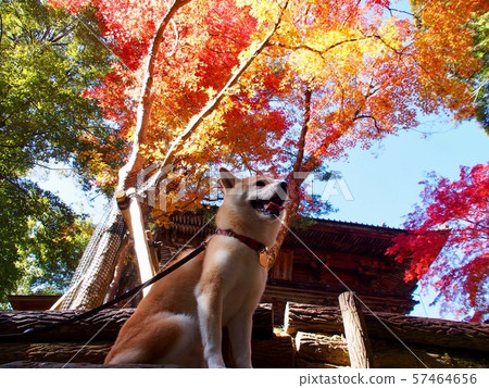 Autumn leaves and Shiba Inu Autumn leaves and Shiba Inu 57464656