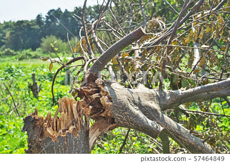 颱風打破的栗樹 57464849