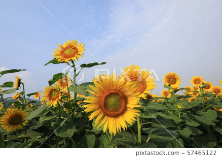 向日葵4072 57465122