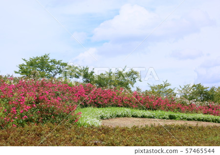 One-year-old perennial flower 57465544
