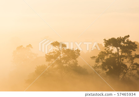 Pinus mugo - It is also known as creeping pine, 57465934