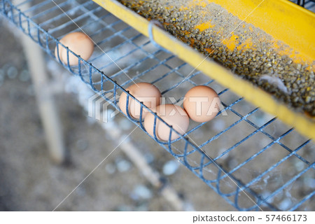 Fresh egg in chicken farming organic Fresh egg in chicken farming organic 57466173