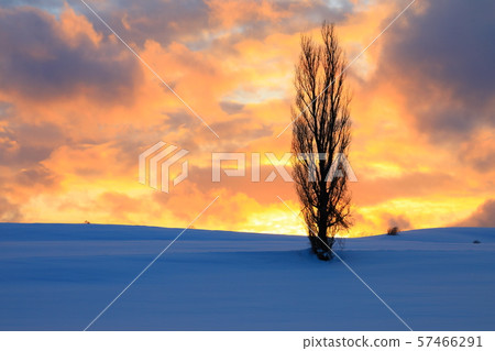 Biei no Oka (Poplar Tree and Sunset) Biei no Oka (Poplar Tree and Sunset) 57466291