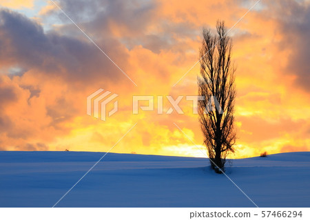 Biei no Oka (Poplar Tree and Sunset) Biei no Oka (Poplar Tree and Sunset) 57466294