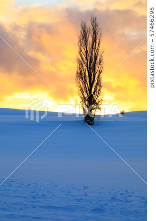 Biei no Oka (Poplar Tree and Sunset) Biei no Oka (Poplar Tree and Sunset) 57466298