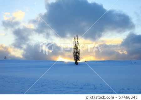 Biei Hill Poplar Tree and Sunset Biei Hill Poplar Tree and Sunset 57466343