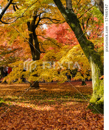 Autumn Japanese maple color leaves  57466547