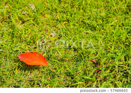 一片紅色的葉子和田野 一片紅色的葉子和田野 57466685