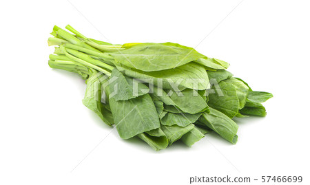 Chinese kale vegetable isolated on white Chinese kale vegetable isolated on white 57466699