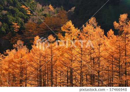 Kamikochi秋天 Kamikochi秋天 57466948