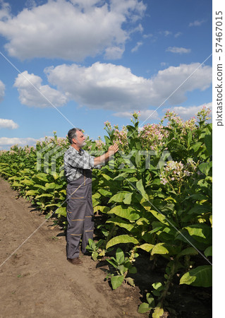Farmer in tobacco field 57467015