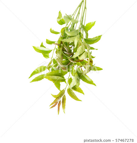 Neem leaves used as ayurvedic medicine with ground 57467278