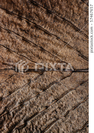 Macro view of dry leaf texture Macro view of dry leaf texture 57467657