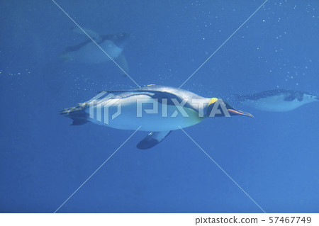 國王企鵝(烏薩馬企鵝)去水下 國王企鵝(烏薩馬企鵝)去水下 57467749