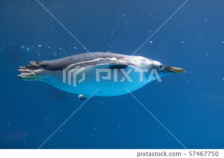 Gentoo penguin going underwater Gentoo penguin going underwater 57467750
