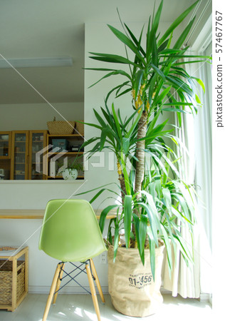 Foliage plant Foliage plant 57467767