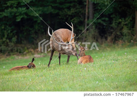 Red deer stag and doe kissing in wilderness with copy space 57467967