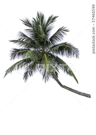 Isolated coconut trees on a white background with clipping path. Isolated coconut trees on a white background with clipping path. 57468599