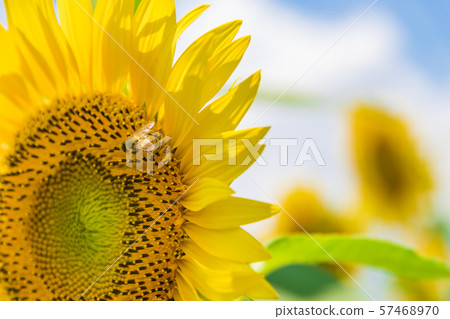 [氨基向日葵田] 57468970