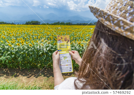[Amino sunflower field] 57469292