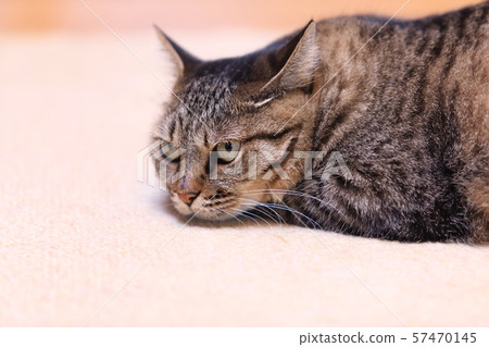 家貓 家貓 57470145