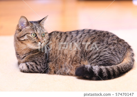 Domestic cat Domestic cat 57470147