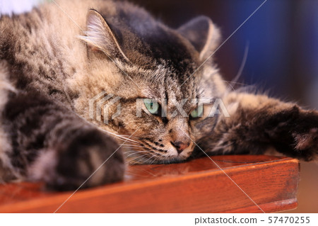 Cat's face up 57470255