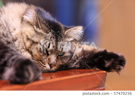 Cat's face up 57470256