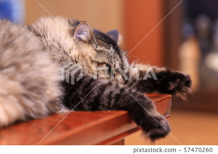 貓的臉朝上 57470260