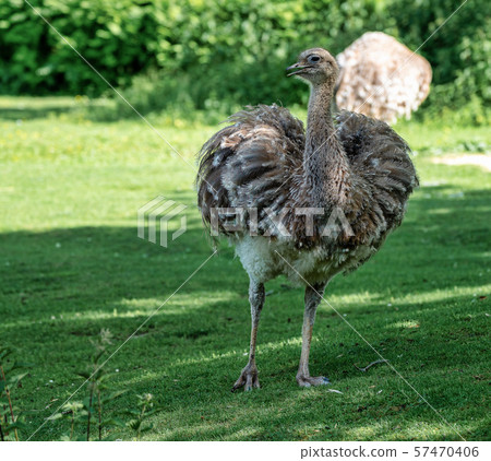 Darwin's rhea, Rhea pennata also known as the lesser rhea. 57470406