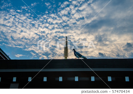 Tokyo cityscape of Japan Sensoji pigeon 57470434