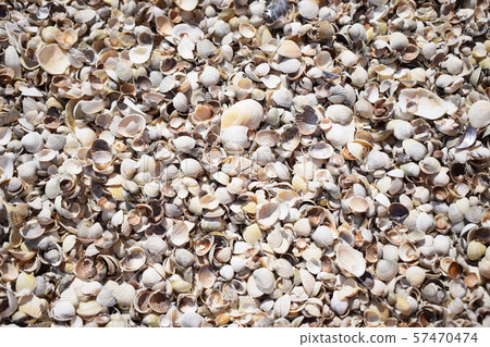Sea shells background Sea shells background 57470474