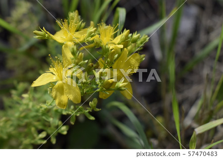 Tutsan hypericum herbal plant blossoming in a 57470483