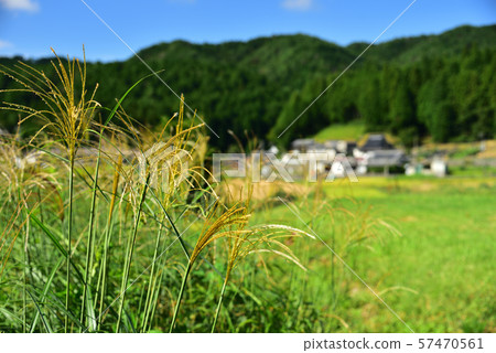 Susuki風景,豐田町,大阪 Susuki風景,豐田町,大阪 57470561