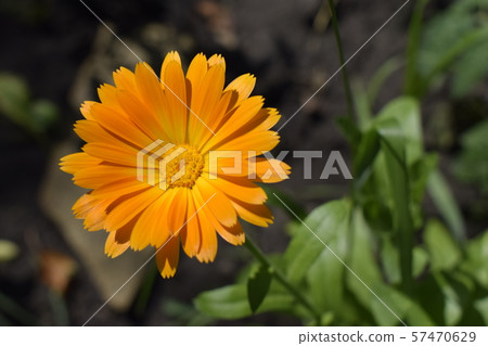 Beautiful Calendula in the garden. Orange 57470629