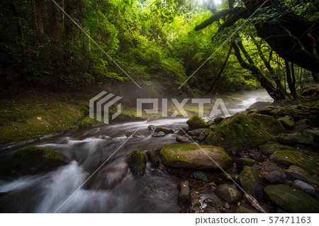 Nature Nature 57471163