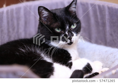 Black and white two-tone cat Black and white two-tone cat 57471265