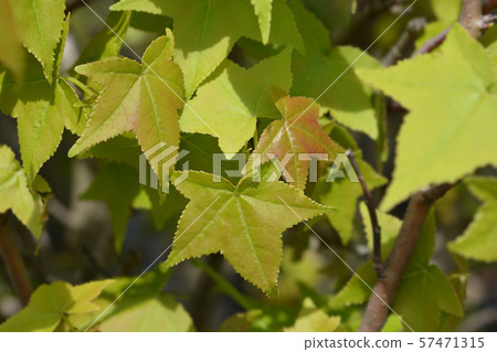 Sweetgum Gumball Sweetgum Gumball 57471315