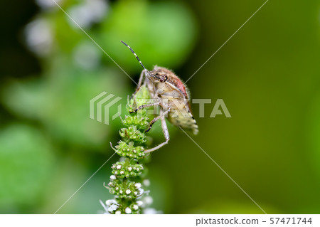 Bee whale bug 57471744