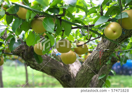 Pear Tamagawa pear Hosui Pear Tamagawa pear Hosui 57471828